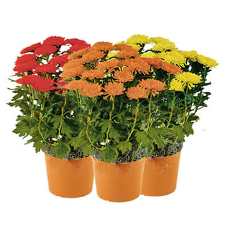 Plant Mum 6"-6/12" 1 quart Assorted Colors