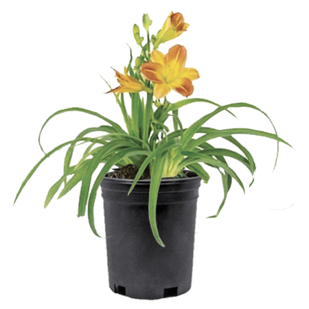 Assorted Daylillies 1 Gal.