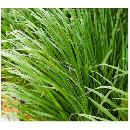 Lemon Grass