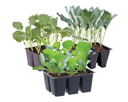 Premium Assorted Vegetable 6 pack