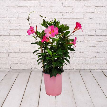 6in TRELLIS DIPLADENIA  PRETTY