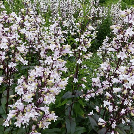 Beardtongue Foxglove Plant 1G