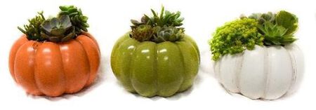 Pope`s plant farm 5.5 in. Heirloom Pumpkin Planter w/succulents