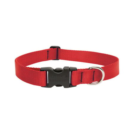 LupinePet Basic Solids Red Red Nylon Dog Adjustable Collar