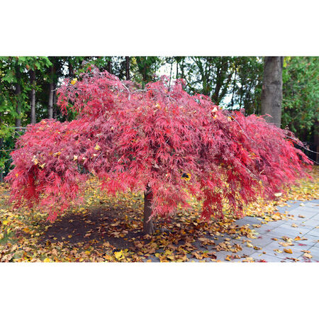 Japanese Maple Asst 7G