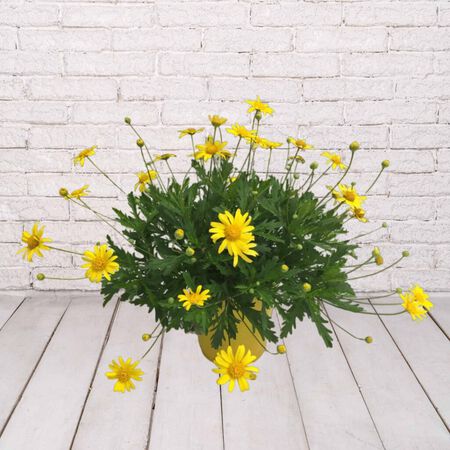 10in TC CALIFORNIA BUSH DAISY