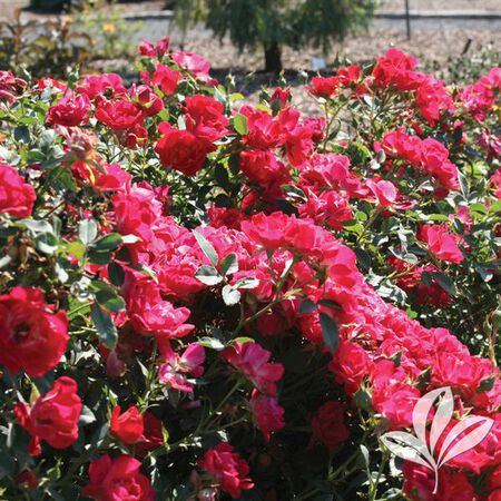 Rose Asst Drift Series #2