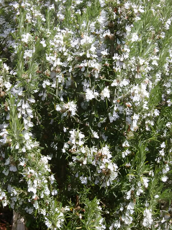 Rosemary Tuscan Blue