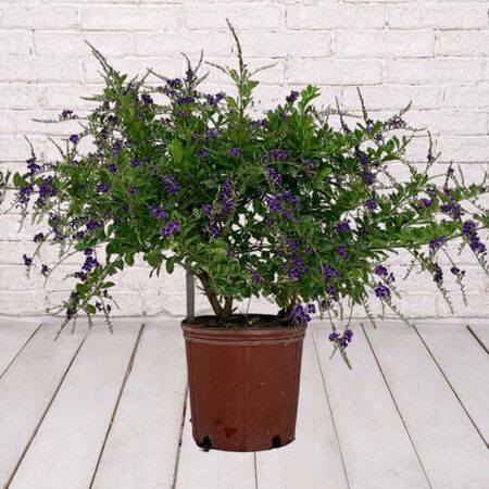 10in TC DURANTA BUSH SAPHIRE S