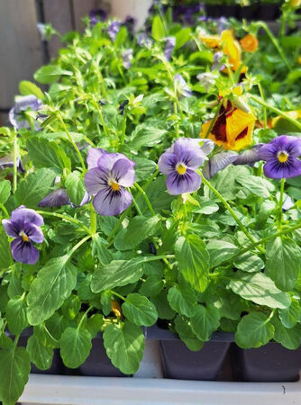 Bert Hybels Jumbo 6 Pack Assorted Flowers