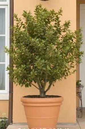 Plant Bay Laurel 1 Gal