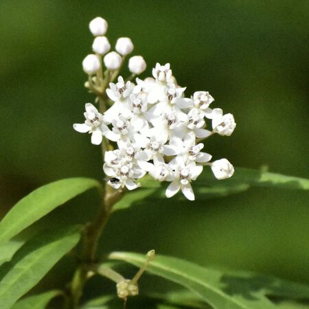 Plant NAT Aquatic Milkweed 1G