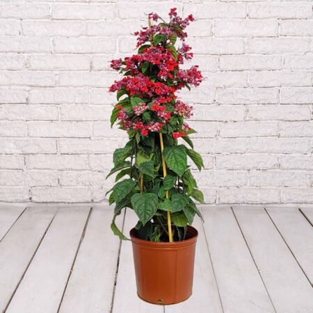 10in BLEEDING HEART TRELLIS