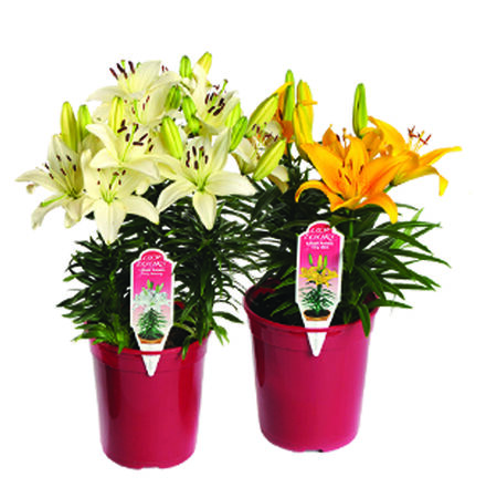 One Gallon Asiatic Lilies