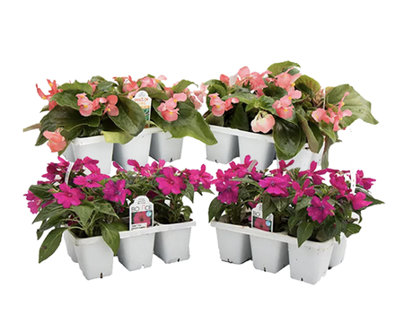 6 pack Annuals Assorted Varieties