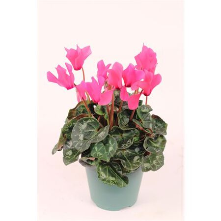 Cyclamen 4.5"