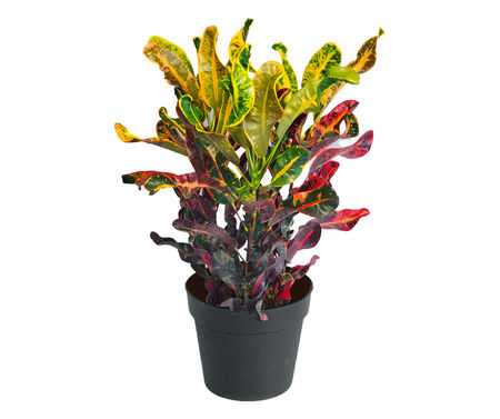 Croton Mammy 3 gal.