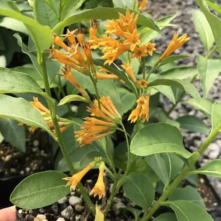 Plant Orange Zest Cestrum 3#