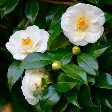 Camellia 3 Gal 1740.030.11