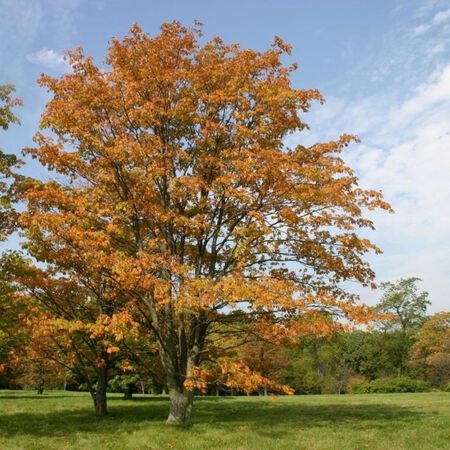 Tree Red Buckeye -  3 Gallon Pot