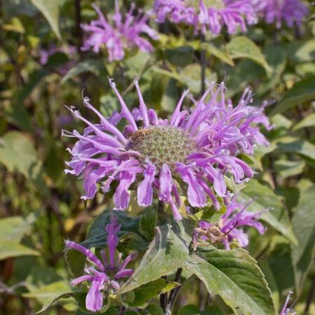 Plant Wild Bergamont - 1 Gallon Pot