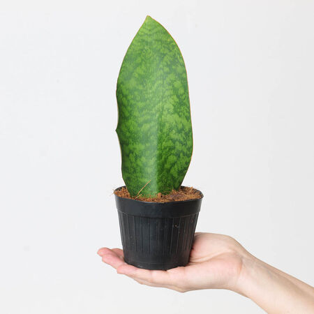 Plant Sansevieria Whale 1 Gal