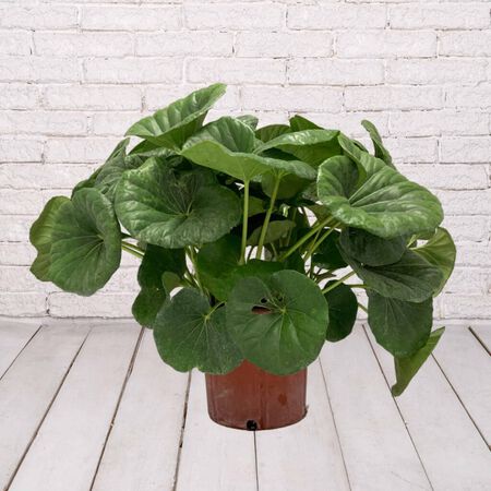 Plant Trp Farfugium Tractor Se