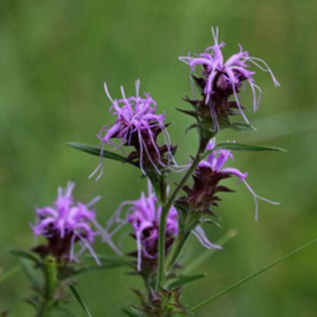Scaly Blazing Star Plant (Liatris squarrosa) - 1G