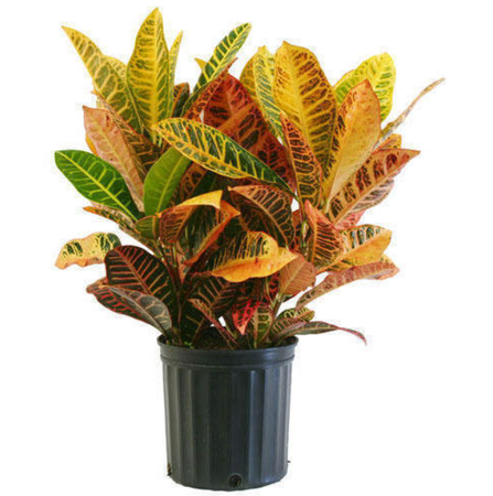 Croton Petra 3 gal.