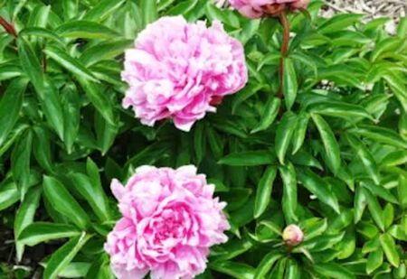 1 Gal. Paeonia Plant Assorted