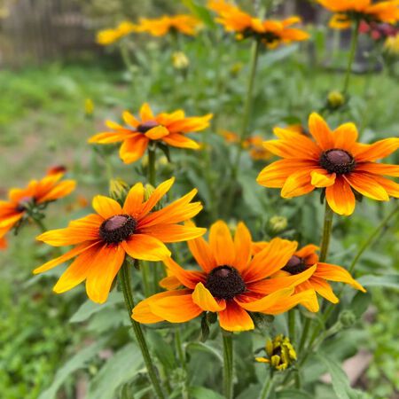 Black-Eyed Susan Plant - Native Rudbeckia Hirta | Bright Yellow Pollinator Wildflower 1G