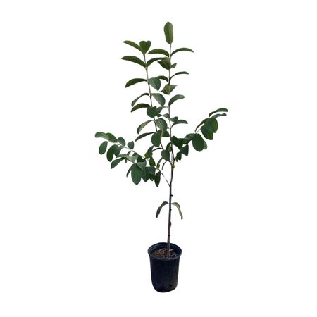 Barbie Pink Guava 3 Gal. Tree