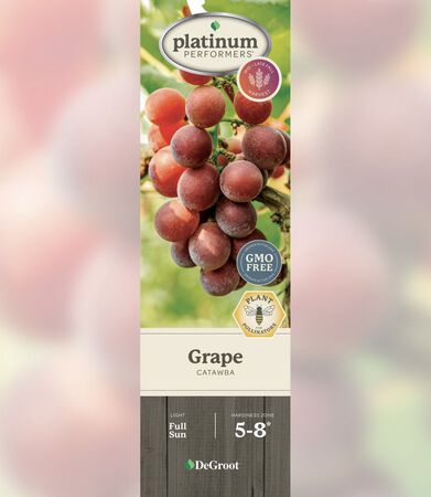 DeGroot Grape - Catawba