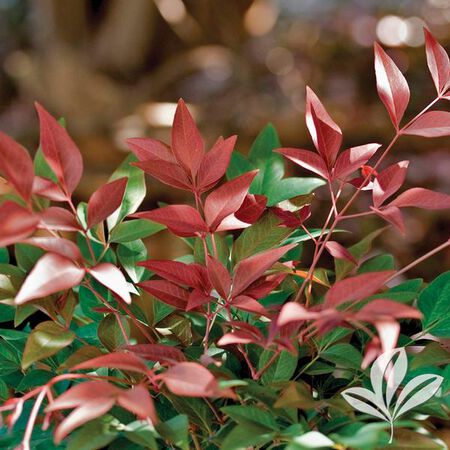 Plant Nandina Obsession 3DP