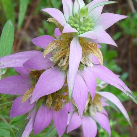 Beebop BeeBalm Plant (Monarda punctata) - 1G