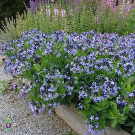 Blue Ice Blue Star Plant (Amsonia) - 1G