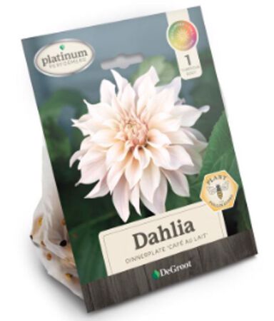 Plant DeGroot Dahlia Cafe Au Lait 1pk