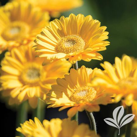 Plant Garvinea Gebera 1 Gal