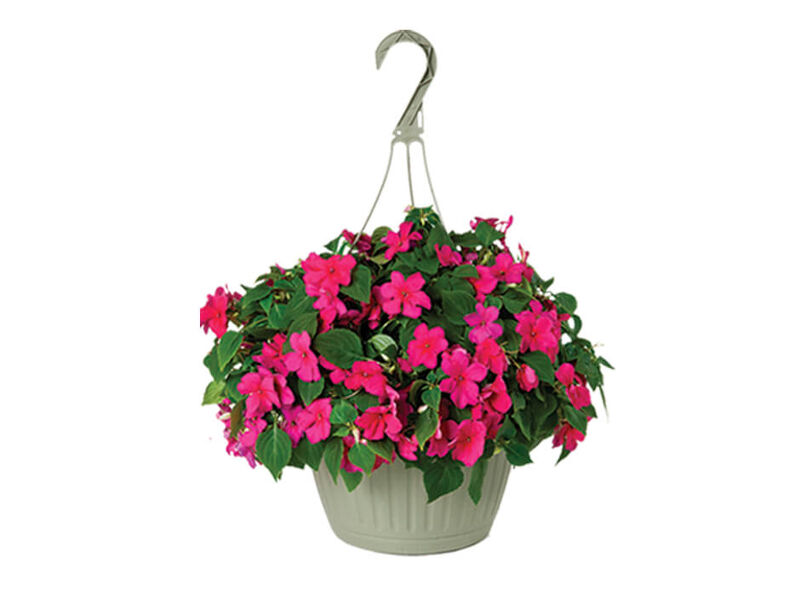 10" Annual Hanging Basket - Assorted | Stine Home + Yard : The Family
