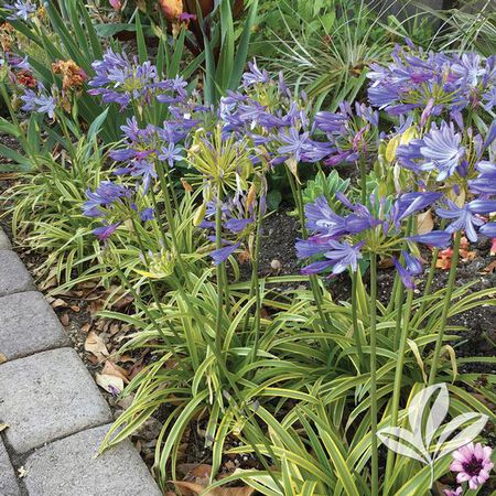 Tropical Lily of Nile 1 gallon