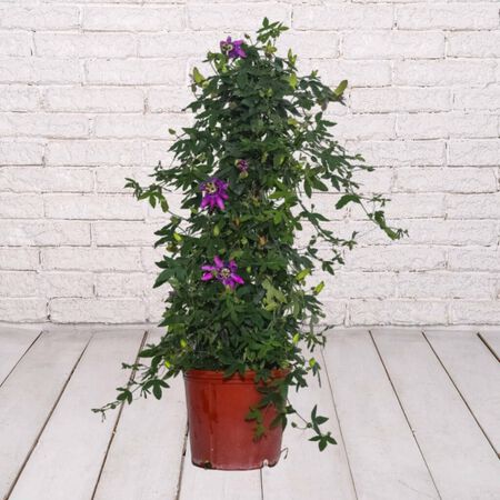 10in PASSION VINE TRELLIS