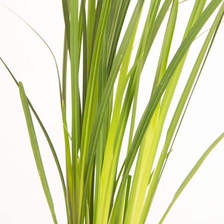 Plant Iris Bicolor #1