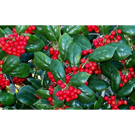Shrub Holly Dwf Buford #3