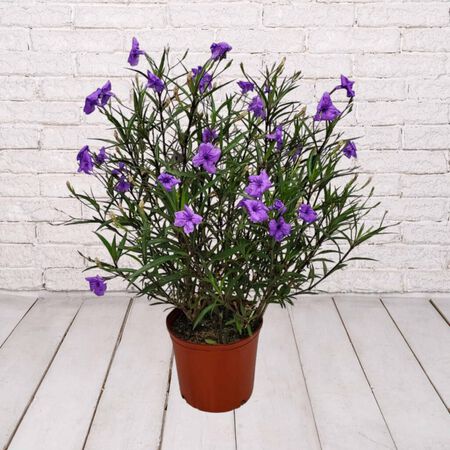 10in TC Ruellia Purple Showers