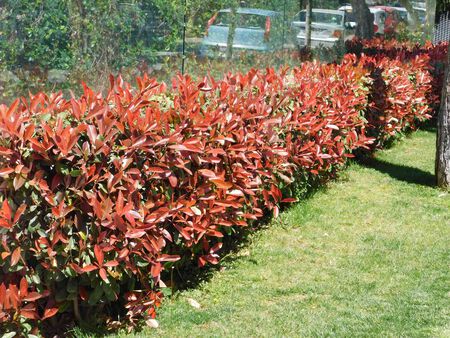 Shrub Photinia Red Tip #5