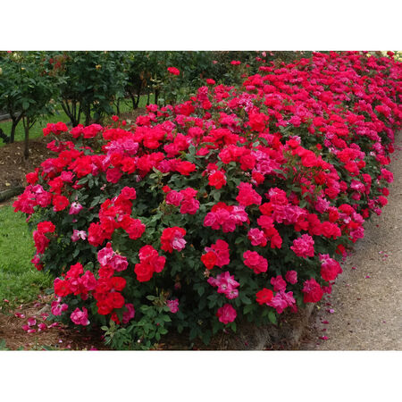 Plant Rose Knockout 3g