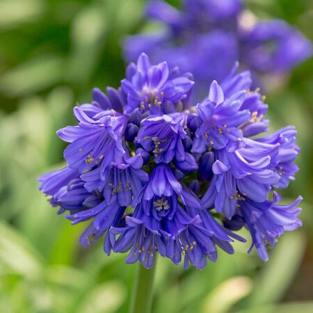 Ever Midnight Agapanthus (Lily of the Nile) with Dark Blue Flowers, Live Perennial Plant