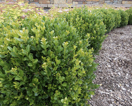 Baby Gem Boxwood Shrub 1 gallon