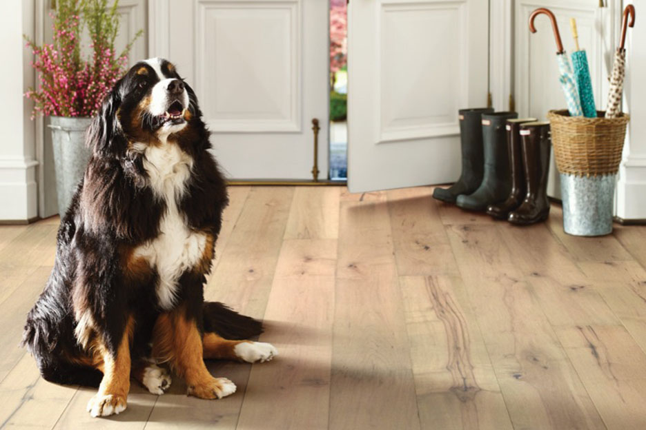 pet friendly flooring