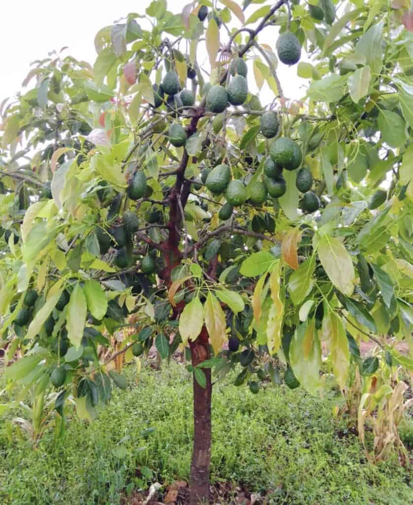 Tree Avacado 5 Gal ASST